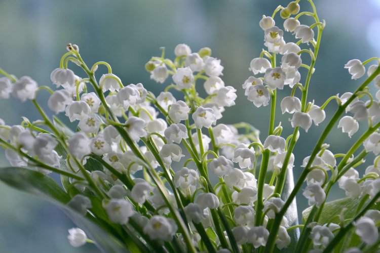 Lilies Of The Valley 4240129 1920
