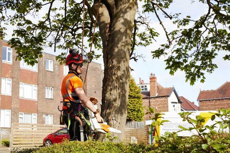 Tree Maintenance 001