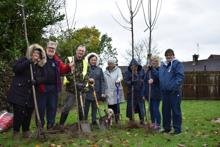 Tree Planting Photo